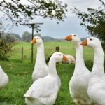 Boerderij aan de IJssel